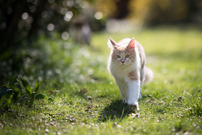 缅因库恩猫