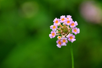 紫色马缨丹花(Lippa alba)