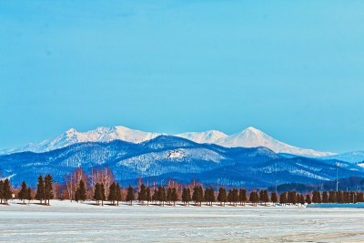 四月大雪山和大树