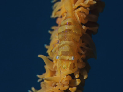 Anker 's Wip Coral虾仁