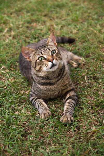 灰猫躺在