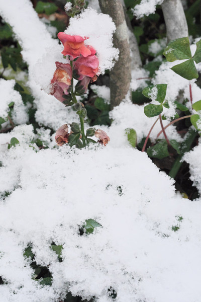 雪景上的花和三叶草