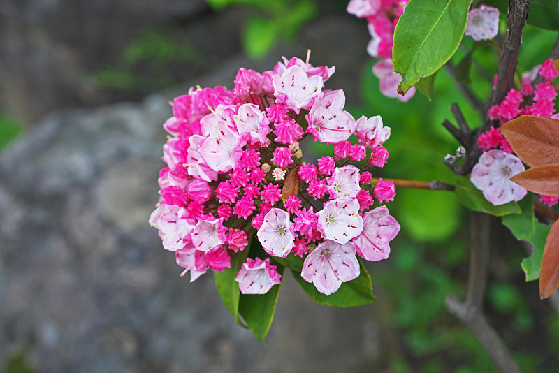 Kalmia