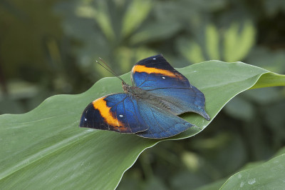 马来亚叶昆虫(Kallima limborgii)。