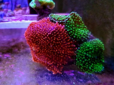 水螅珊瑚耳菌珊瑚-水螅珊瑚科。