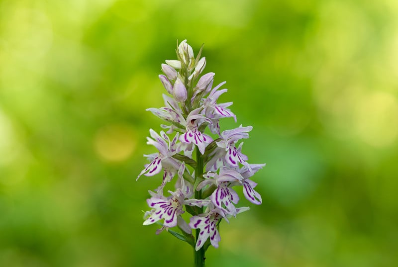 花兰(dactylorhiza fuchsii)