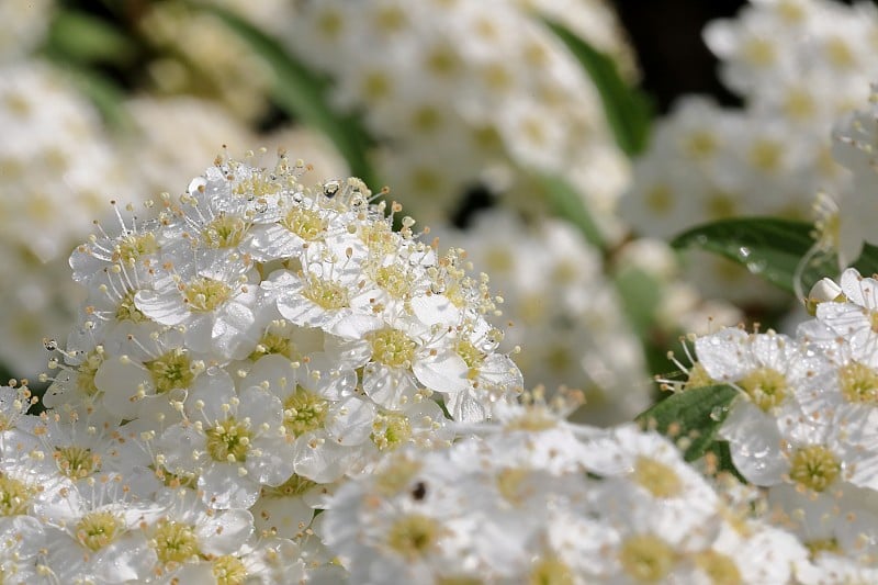 Reeves spirea