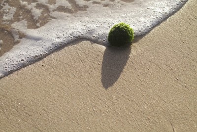大量的绿藻，漂浮在海滩上搁浅