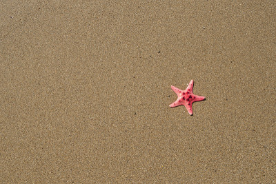 沙子里的海星