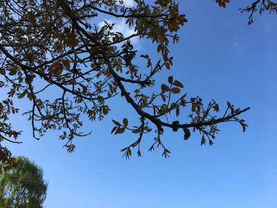 普通核桃树在2018年5月下旬开花