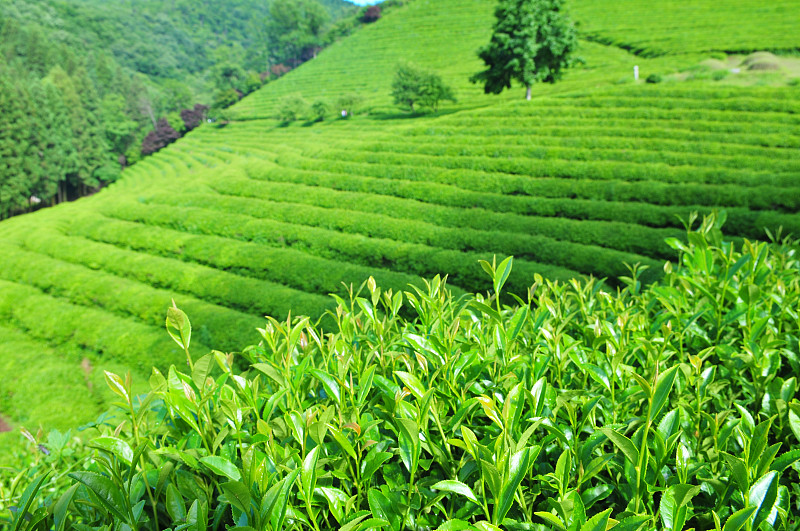 绿茶的农场预览效果