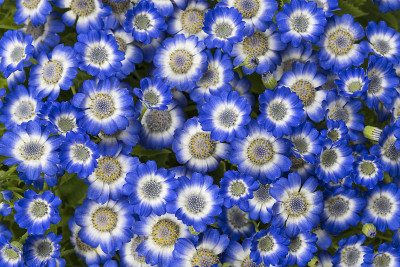 瓜叶菊蓝花