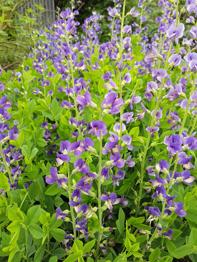 Baptisia, Tinctoria