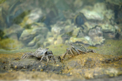 生物拟态