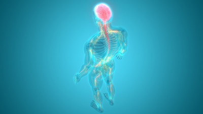 人脑神经系统的中枢器官