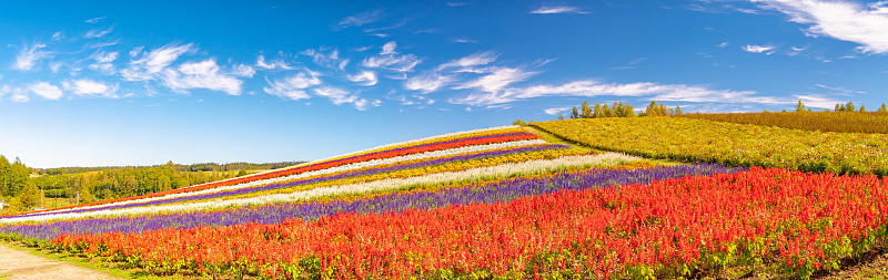 日本北海道绚丽多彩的花海全景。