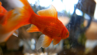 水族馆金鱼的特写镜头