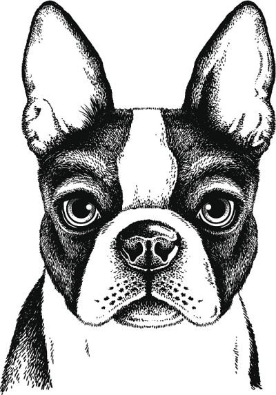 波士顿梗犬的脸