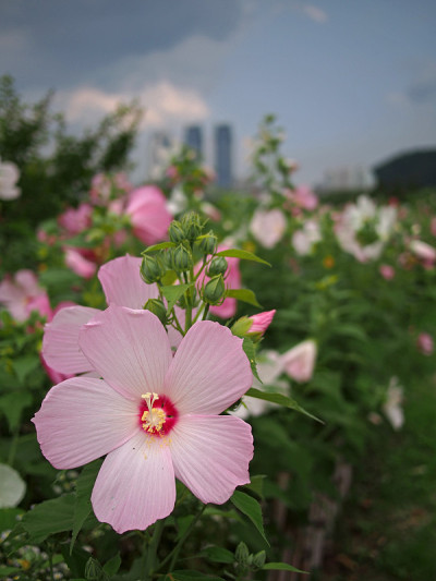 城市公园里的大粉红芙蓉花