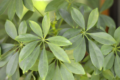 矮子伞植物关闭