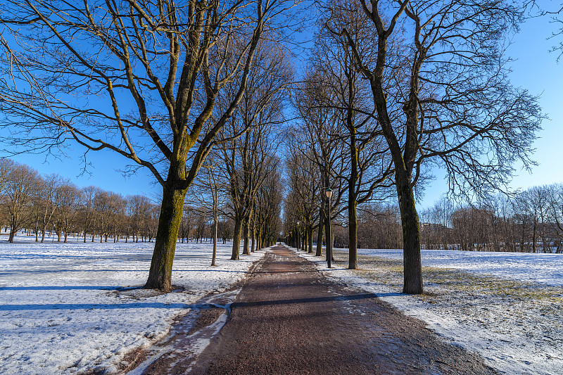 奥斯陆冬季景观Vigeland雕塑公园有雪和干树