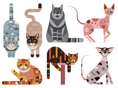 流行的猫品种几何设置在平坦