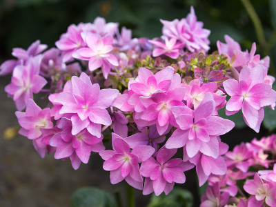 绣球花