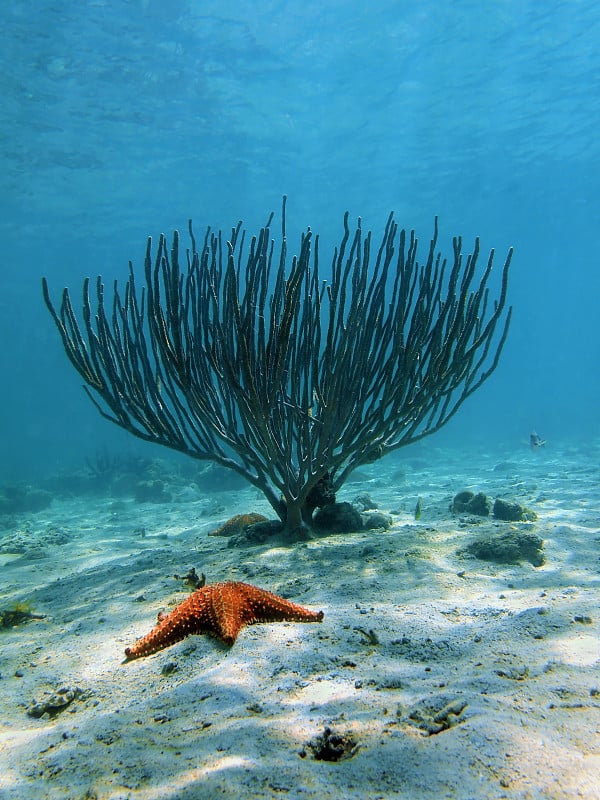 海棒软珊瑚与垫海星在海底