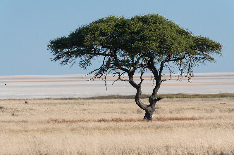 在Etosha Pan的树