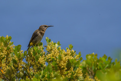 Sugarbird角;在桌山观鸟