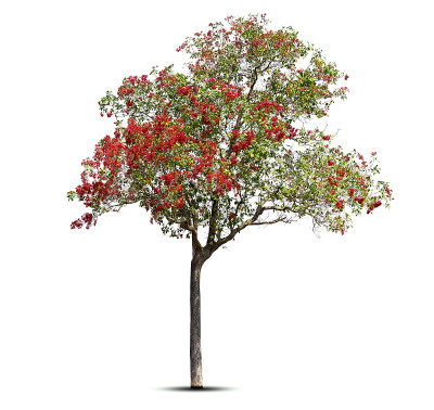 树和花红色