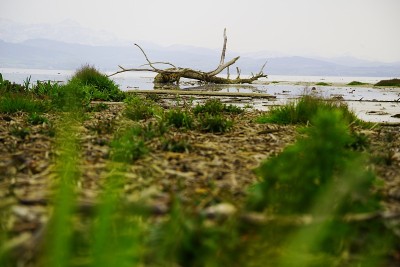 风暴把树冲到湖岸上