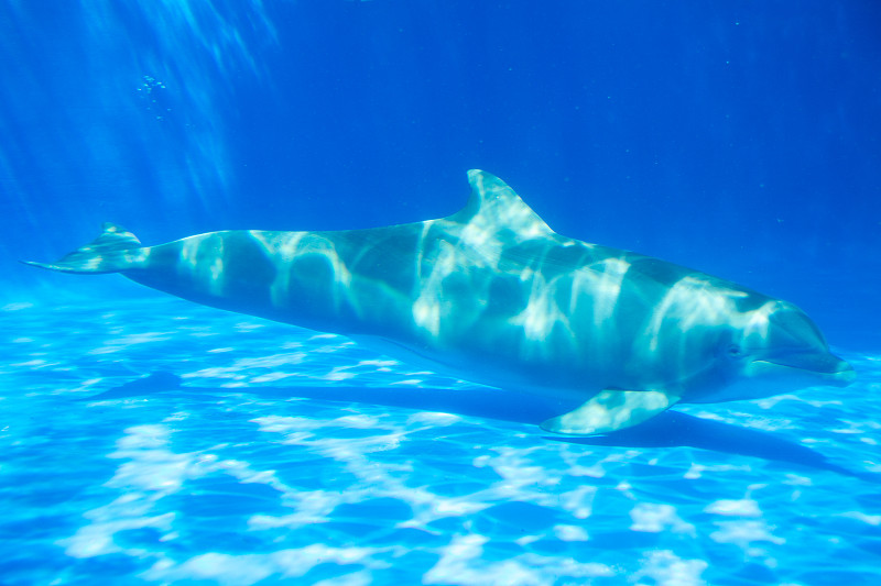 海豚在水族馆里在水下游泳