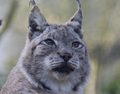 欧亚猞猁(lynx lynx)