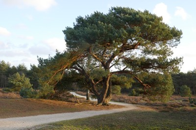自然播种的松树在开阔的景观。飞,vliegden。statatsbossen te Sint Ant