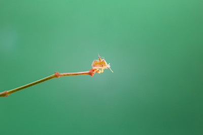 胭脂虫红。