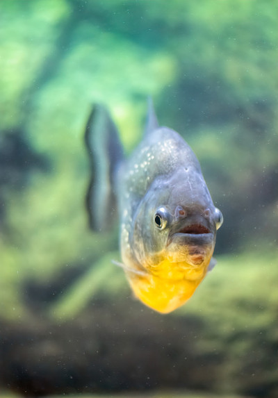 淡水水族馆里的一群食人鱼