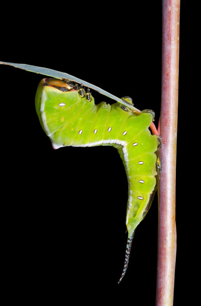 卡特彼勒(Cerura erminea)
