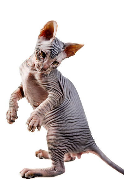 东方的小猫