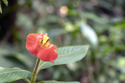 模糊的自然背景与红色的热带花:热唇花，精神tria poeppigiana