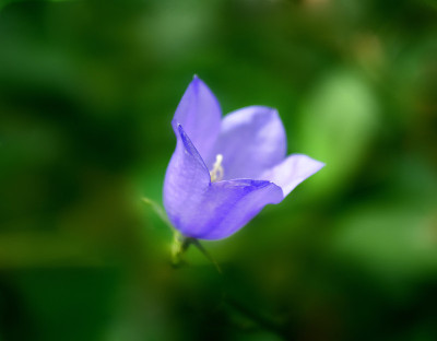 紫铃花