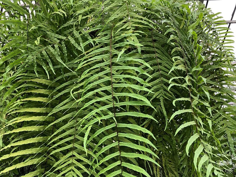 植物、热带植物学、生物学