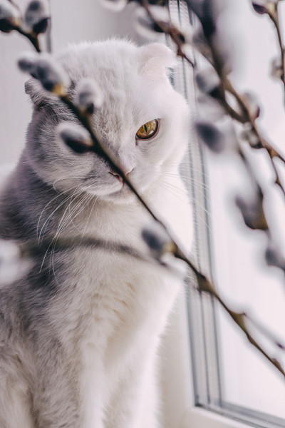 猫和海豹。一只长着漂亮琥珀色眼睛的白褶猫的肖像坐在窗户上，旁边是树枝上毛茸茸的灰色春海豹