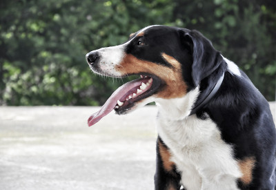 阿彭策尔牧牛犬