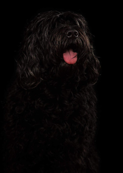 葡萄牙水犬