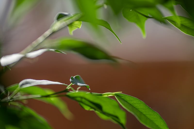 绿油油的无花果叶映着天空，微微的，虚掩着