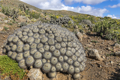 在Llanos de Challe国家公园的Copiapoa Carrizalensis仙人掌，这是