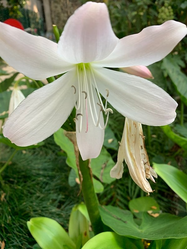 花园里的热带花卉五彩缤纷