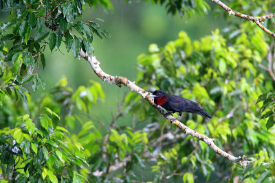 Purple-throated Fruitcrow