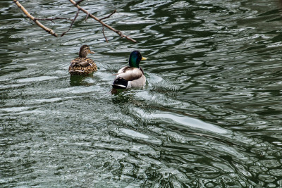 Rudy ducks (Oxyura jamaicensis)， with their blue b
